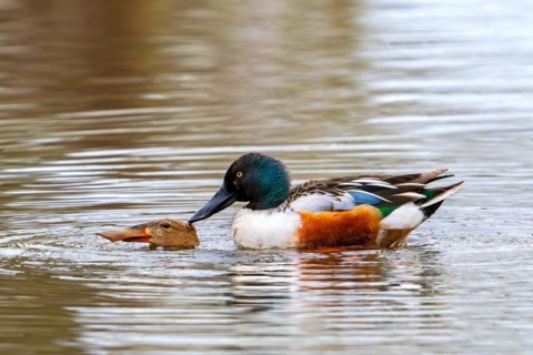 Northern shoveler (Spatula clypeata) male, drake mating with female in pond by forcing her