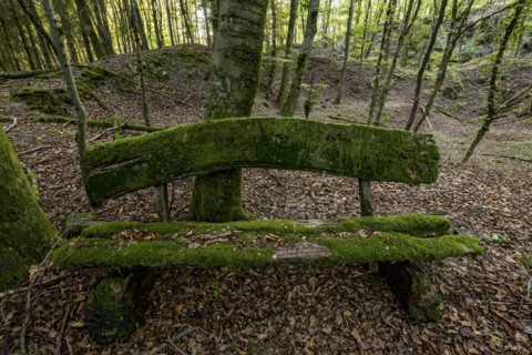 Weathered, rotten and mossy bench made of rough wooden boards, autumn leaves, backlight, beech