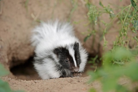Striped skunk (Mephitis mephitis), juvenile at the burrow, captive, occurrence in North America