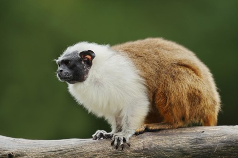 Mantled monkey or bicoloured tamarin (Saguinus bicolor), captive, occurrence in Brazil