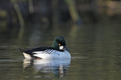 Common goldeneye (Bucephala clangula), drake in mating plumage, Oberhausen, Ruhr area, North
