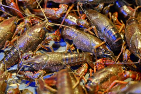 Chongqing, Chongqing Province, China, Several blue and brown lobsters lying close together in a