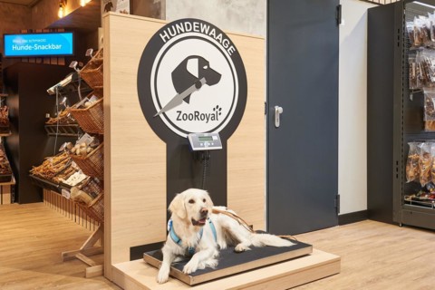 Golden Retriever on the scales for dogs in the pet supplies retail store REWE Kai Prochazka oHG I