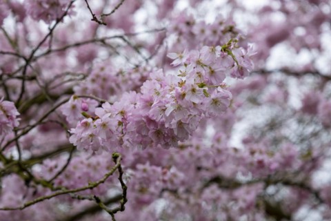 Blossoming cherry tree, ornamental cherry, in the castle park, Ludwigslust, Mecklenburg-Vorpommern,