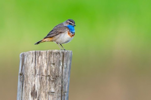 Bluethroat (Luscinia svecica cyanecula, Motacilla svecica) male perched on wooden fence post along