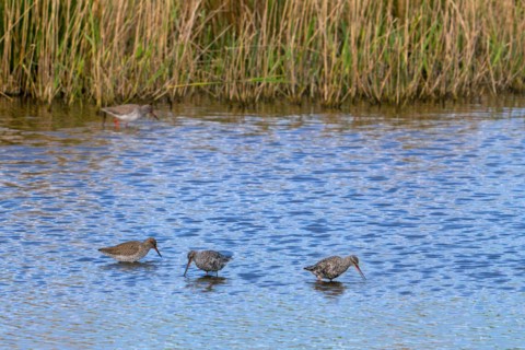 Common redshanks (Tringa totanus) and spotted redshanks (Tringa erythropus) moulting into breeding