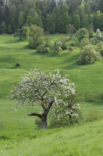 Blossoming fruit tree in the Swabian-Franconian Forest nature park Park, spring, Limpurger Berge,
