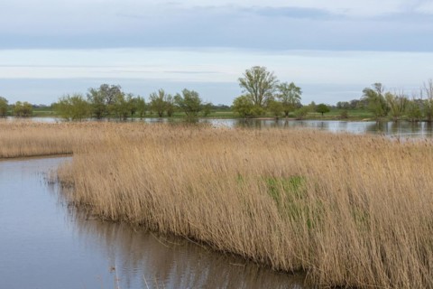 Trees, reeds, water, Elbe, Elbtalaue near Bleckede, Lower Saxony, Germany, Europe