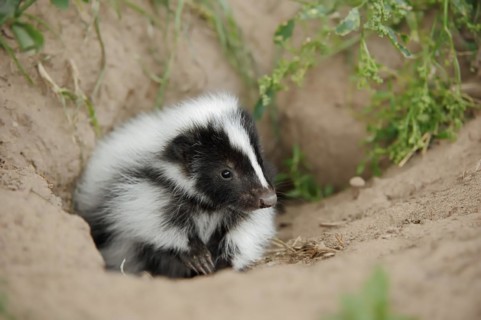Striped skunk (Mephitis mephitis), juvenile at the burrow, captive, occurrence in North America