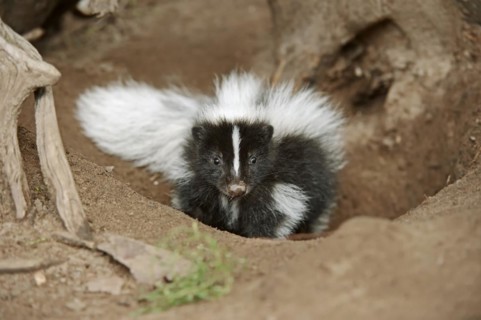 Striped skunk (Mephitis mephitis), juvenile at the burrow, captive, occurrence in North America