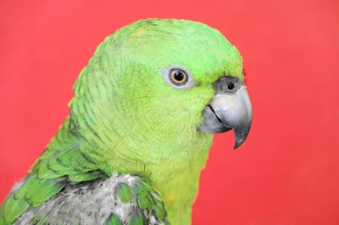 Ometepe Island, Nicaragua, A portrait of a green parrot (Ara ambigua), against a monochrome red