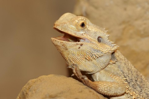 Bearded dragon or striped-headed bearded dragon (Pogona vitticeps, Amphibolurus vitticeps),