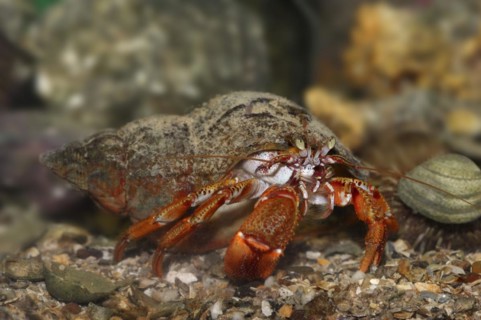 Common hermit crab (Pagurus bernhardus, Eupagurus bernhardus), underwater, captive, North