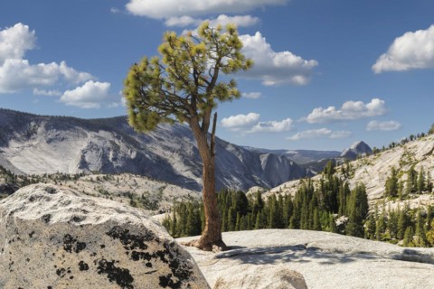 View from Olmsted Point to Half Dome, Yosemite National Park, California, United States, USA,