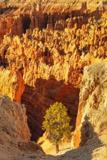 Bryce Amphitheatre at sunrise, Bryce Canyon National Park, Colorado Plateau, Utah, United States,