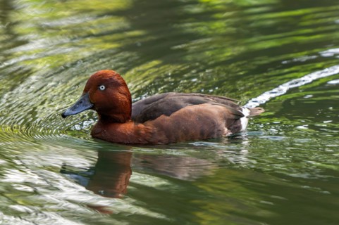 Ferruginous duck, ferruginous pochard, common white-eye, white-eyed pochard (Aythya nyroca) male