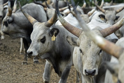 Hungarian steppe cattle, Laszlomajor Meierhof, Sarrod, Fertoe-Hansag National Park, Hungary, Europe