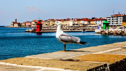 Panoramic picture of Piran with Moewe, harbour town Piran on the Adriatic coast with Venetian