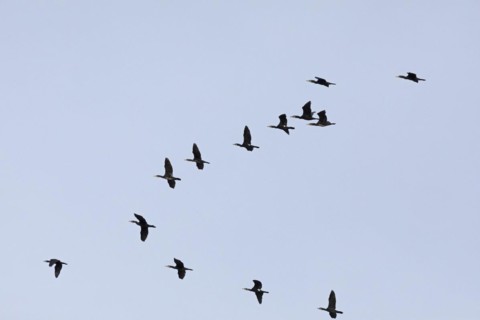 Flying cormorants, flock, Elbtalaue near Bleckede, Lower Saxony, Germany, Europe