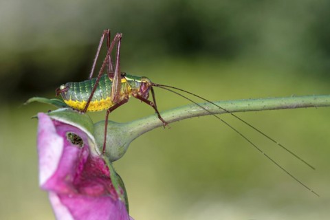 Southern saw-tailed bush-cricket (Barbitistes obtusus), Valais, Switzerland, Europe