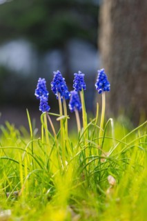 Macro photograph of grape hyacinths blooming in fresh spring grass, spring, Calw, Black Forest,