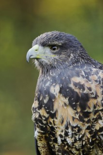Andean buzzard or black-chested buzzard-eagle (Geranoaetus melanoleucus), immature, portrait,