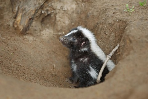 Striped skunk (Mephitis mephitis), juvenile at the burrow, captive, occurrence in North America