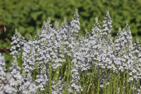 Gentian speedwell, gentian speedwell (Veronica gentianoides) North Rhine-Westphalia, Germany,