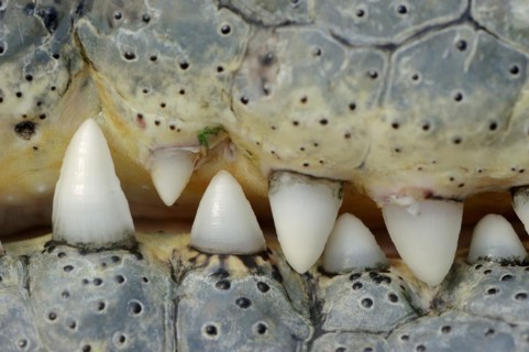 Nile crocodile (Crocodylus niloticus), teeth, captive, occurring in Africa