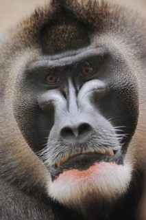 Drill (Mandrillus leucophaeus), male, portrait, captive, occurrence in Africa