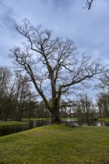 Trees by a pond in the castle park, Ludwigslust, Mecklenburg-Vorpommern, Germany, Europe