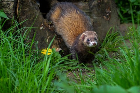 Hunting European polecat (Mustela putorius) leaving hollow tree trunk in search for mice and