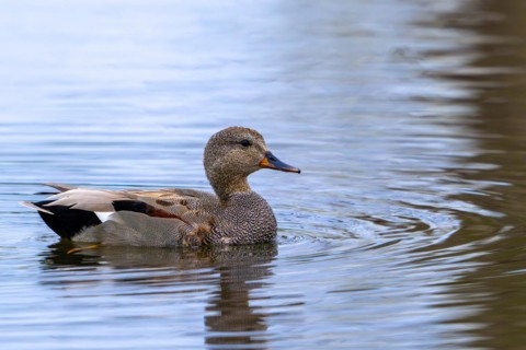 Gadwall (Mareca strepera) male swimming in pond