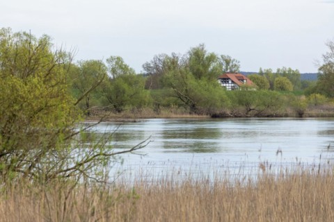 Trees, reeds, water, Elbe, half-timbered house, Elbtalaue near Bleckede, Lower Saxony, Germany,