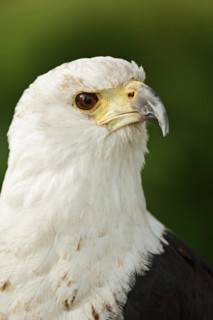African fish eagle (Haliaeetus vocifer), portrait, captive, occurrence in Africa