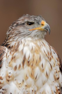 Ferruginous hawk (Buteo regalis), portrait, captive, occurrence in North America