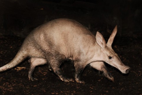 Aardvark (Orycteropus afer), captive, occurrence in Africa