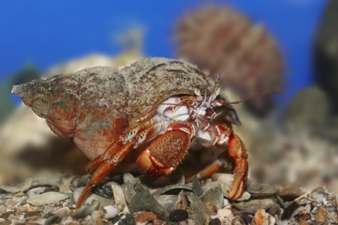 Common hermit crab (Pagurus bernhardus, Eupagurus bernhardus), underwater, captive, North