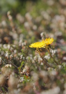 Two common dandelion (Taraxacum officinale), between winter heath (Erica carnea), North