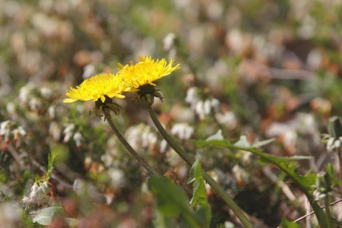 Two common dandelion (Taraxacum officinale), between winter heath (Erica carnea), North