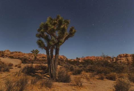Joshua Tree (Yucca brevifolia), starry sky, Joshua Tree National Park, Mojave Desert, California,