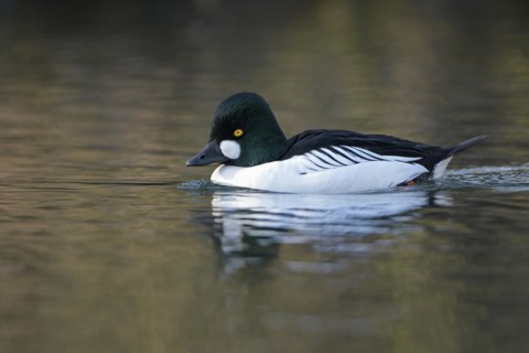 Common goldeneye (Bucephala clangula), drake in mating plumage, Oberhausen, Ruhr area, North