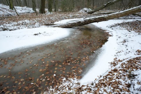 Rotbach, near-natural stream, beech forest, with ice and snow, between Bottrop and Oberhausen, Ruhr