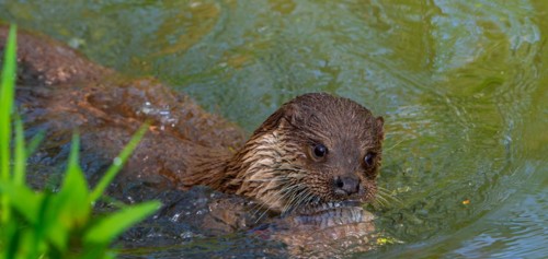 Eurasian otter, European river otter (Lutra lutra) swimming in creek with caught freshwater fish in