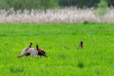 Common pheasant (Phasianus colchicus) male defending mating territory in meadow during the breeding