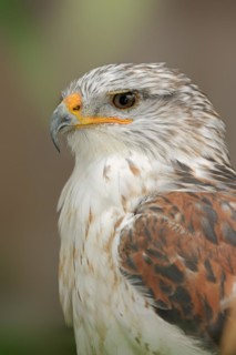 Ferruginous hawk (Buteo regalis), portrait, captive, occurrence in North America