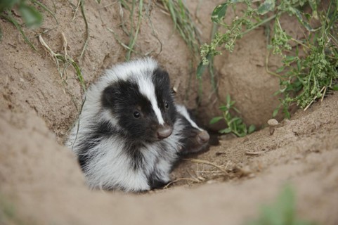 Striped skunk (Mephitis mephitis), juvenile at the burrow, captive, occurrence in North America