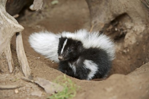 Striped skunk (Mephitis mephitis), juvenile at the burrow, captive, occurrence in North America