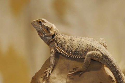 Bearded dragon or striped-headed bearded dragon (Pogona vitticeps, Amphibolurus vitticeps),