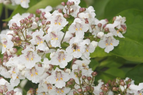 European honey bee (Apis mellifera) on southern catalpa (Catalpa bignonioides), cigar tree and